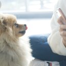 파이리코 이미지