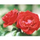 서울장평초등학교 이미지