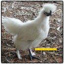 백봉닭농장 이미지