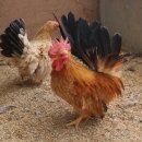 명품농장 이미지