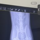 쿨펫동물병원(탄방점) 이미지