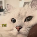 [광고] 도도로 고양이 침대 강아지 침대 공구 종료! ~4/7일까지 인터넷 최저가