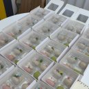 모전초등학교병설유치원 | 부산 화과자 출강 클래스 후기 | 거제 1동 주민자치회 주부 힐링 프로그램