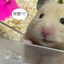이블리