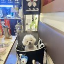 인천 논현동 애견동반 식당, 달초밥 논현점 특별한 이유