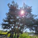 진천 사석 여사마을 ~김유신 장군 탄생지 가로수 | 충청북도 진천군 진천읍 사석리 여사마을숲