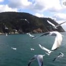 부산갈매기 이미지