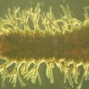 영하슈퍼 이미지