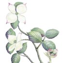 (714) (6) 산딸나무 이미지