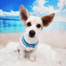 라라그루밍 이미지