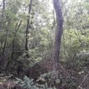 중문동-25 이미지