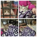 오라켄넬 이미지