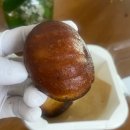 겉바속쫀의 정석! 스타벅스 '쫀득 버터 바이트' 내돈내산 솔직 후기