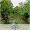 옥류천이야기길(소망길) | 창덕궁 전각 후원 동궐도 나무 답사 서울 궁궐 비원 숲길 산책
