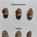 바지락의 검은 아가미병(black gill disease) 이미지