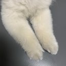 멍멍샾 네이버블로그