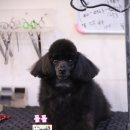 깔꼼 애견미용실 이미지