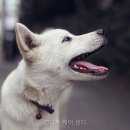 힐더독케어센터