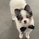 멍멍이 미용실 이미지