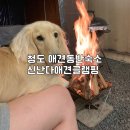 청도 글램핑 | 청도 애견동반 여행지 신난다 글램핑 후기