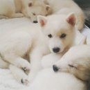 진아농장 이미지