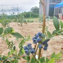 좌산농장 이미지