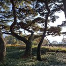 운봉읍 삼산마을 | 남원시 가볼만한곳 운봉읍 삼산마을 소나무숲