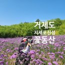 [경남 거제] 6월 가볼만한곳 지세포성 꽃동산 라벤더 수국 금계국 명소
