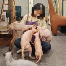묘한스핑크스까페 안산고잔점 | 안산 스핑크스 고양이가 사랑스러운 &#39;묘한스핑크스카페&#39;