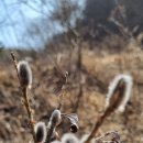 종근용 땅두릅(독활)뿌리 이미지