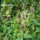 달빛동맹 천연염색 체험 -쪽(식물.학명 Persicaria tinctoria)- 이미지