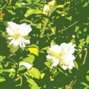 나무사이로 이미지