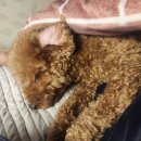 달콤한댕 이미지