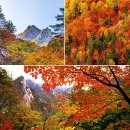 2025년 지역별 단풍시기 이미지