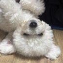 아이엠 동물병원 | 둘째 우주 강아지 슬개골 수술 양측 십자인대 보강술 전부터 후 한달일지-아이엠동물병원