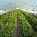 한솔이네농장 이미지