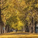 은행나무길(경제진흥원앞) 이미지