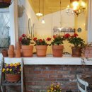 메이릴리 이미지