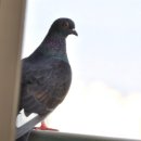 아파트 발코니에 알을 낳은 비둘기. 이미지