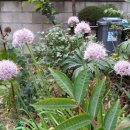 바위 솔 이미지