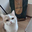 냥이의꿈 | 고양이모래 반짝모래 두냥이 집사 솔직후기