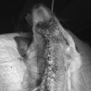 군산24시 제일동물병원 이미지