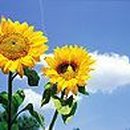 해바라기 이미지