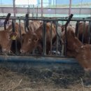 세실농장 이미지