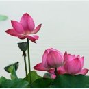 고요함 이미지