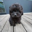 쫄랑쫄랑 이미지