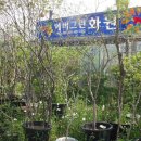 에버그린화원 이미지
