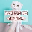 영블리 펫살롱 이미지