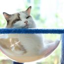 고려 수 타워 이미지