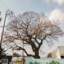 강정동-22 이미지